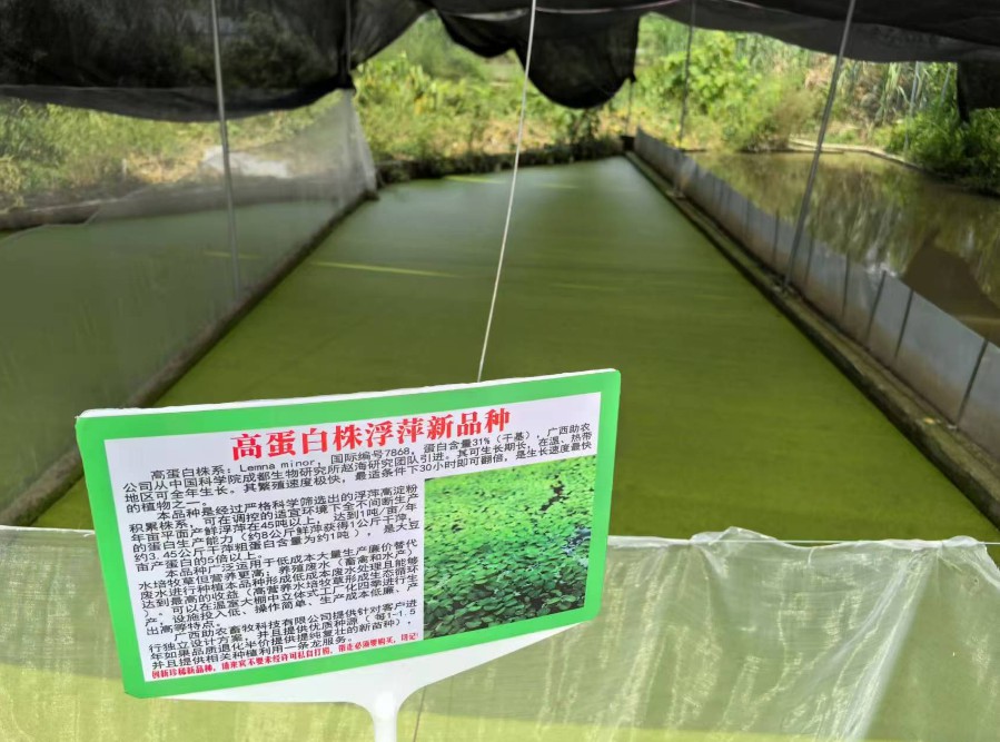飼料型浮萍新品種：高蛋白株系：Lemna minor，國際編號7868，粗蛋白含量最高31%